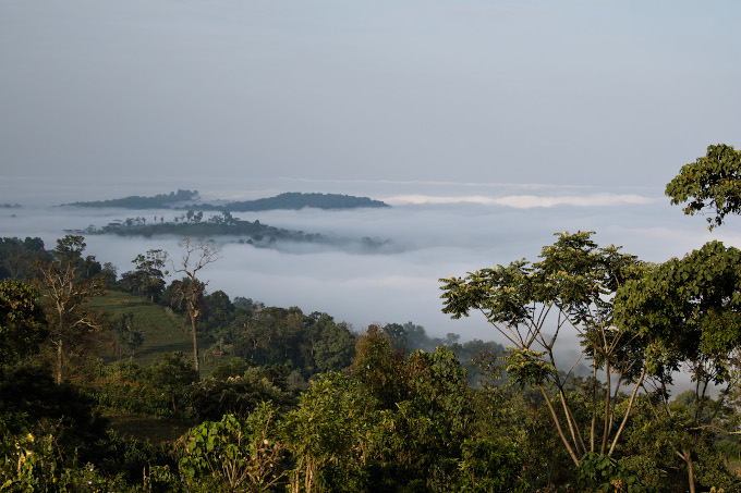 Ethiopia: The wild coffee forests of Kafa have been recognized as UNESCO Biosphere Reserve in 2010. The predominantly highland region is covered with evergreen montane cloud forest - photo: Mathias Putze