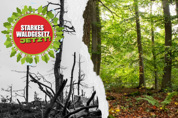 Es braucht ein neues Bundeswaldgesetz, damit unsere Wälder fit für das 21 Jahrhundert werden - Fotos: stock.adobe.com/Danil Nikonov; NABU/Jan Piecha