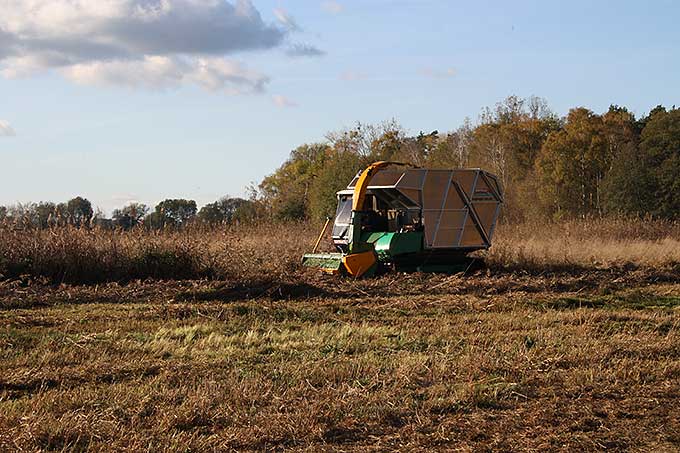 Nasswiesen mit Paludikulturen lassen sich mit leichter Technik oder Traktoren mit Zwillingsreifen bewirtschaften - Foto: NABU/Sigrid Harl