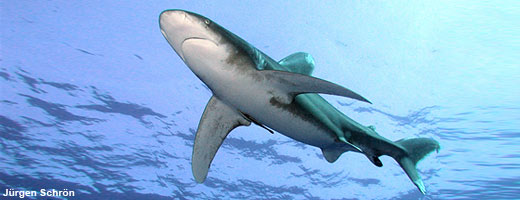 Bis zu 85 US-Dollar kostet ein Kilo Weißspitzenhai-Flossen in Asien.