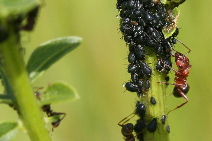 Ameise und Blattläuse an Wiesenflockenblume - Foto: Helge May