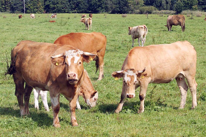 Rinder auf der Weide - Foto: Helge May