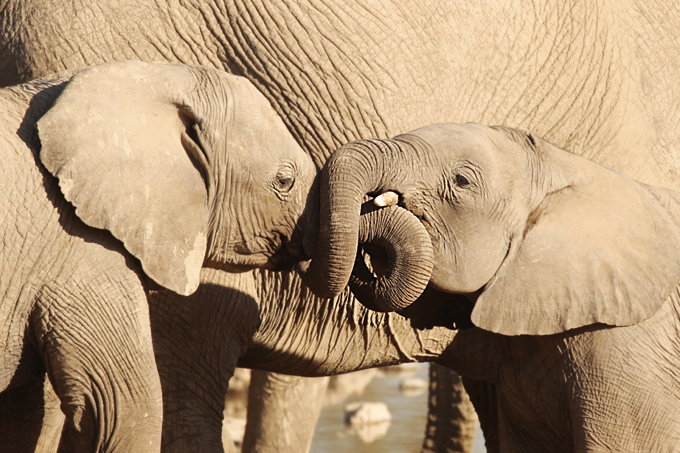 Elefanten besitzen eine enorme soziale Intelligenz - iStockphoto/JurgaR