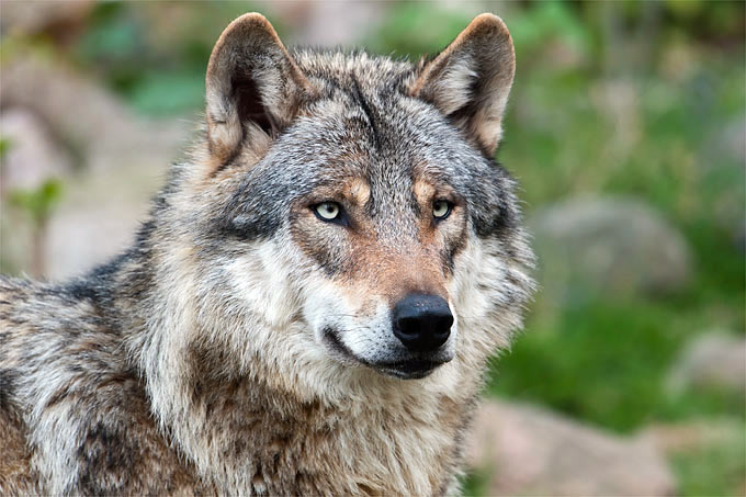 Wolf - Foto: Christoph Bosch