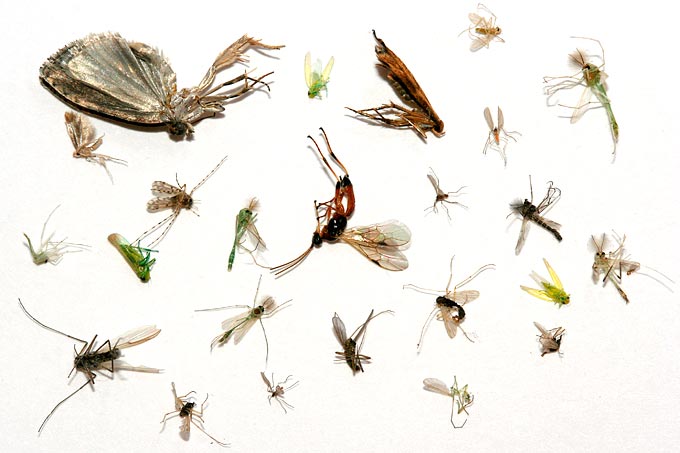 Tote Insekten - Foto: Helge May