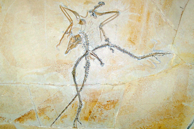 Für Laien vergleichsweise unscheinbar und dennoch wohl das berühmteste Fossil der Naturgeschichte: Archaeopteryx im Karlsruher Naturkundemuseum – Foto: Stephan Schulz (<a href=https://creativecommons.org/licenses/by-sa/3.0/deed.de target=blank>CC-BY-SA-3.0</a>)