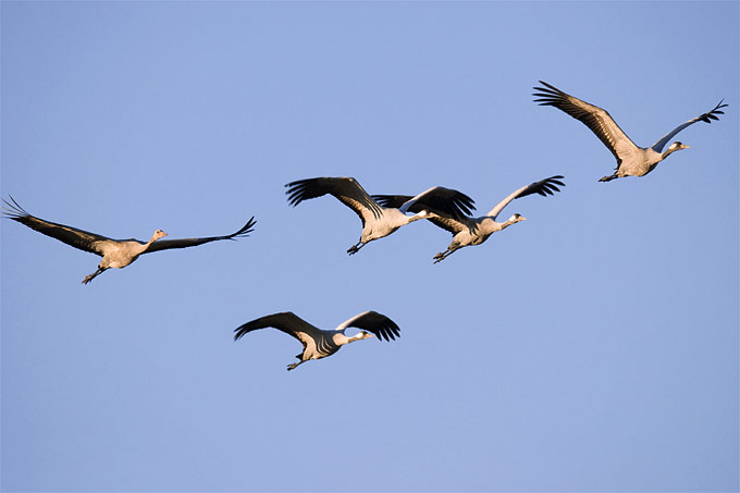 Zugvögel und Großvögel, wie der im Gebiet brütende Kranich, sind besonders gefährdet, mit Freileitungen zu kollidieren. - Foto: Frank Derer