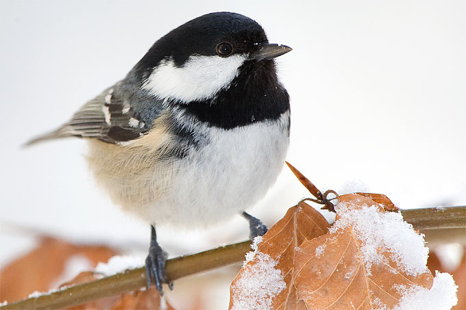 Die Tannenmeise gehört bisher zu den Gewinnern der Stunde der Wintervögel  - Foto: Frank Derer
