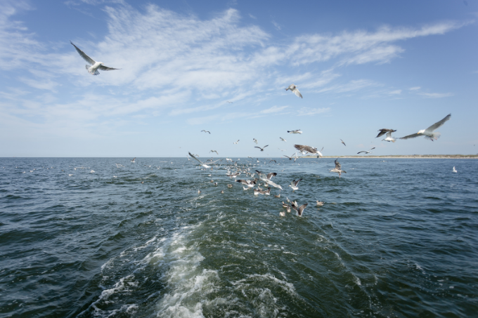 Bundestagswahl 2021: Meere sauber halten - Foto: NABU/Philip Scholl