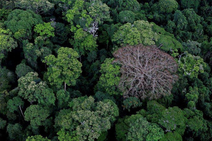 Es braucht Hunderte von Jahren bis ein Regenwald gewachsen ist. - Foto: Philippe Bourseller