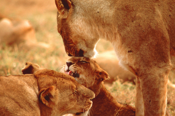 Schmusende Löwen - Foto: Craig Packer