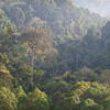 Regendwald im Morgengrauen im äthiopischen Kafa