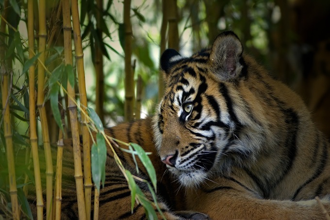 Tiger im Bambuswald - Foto: T. Herzog