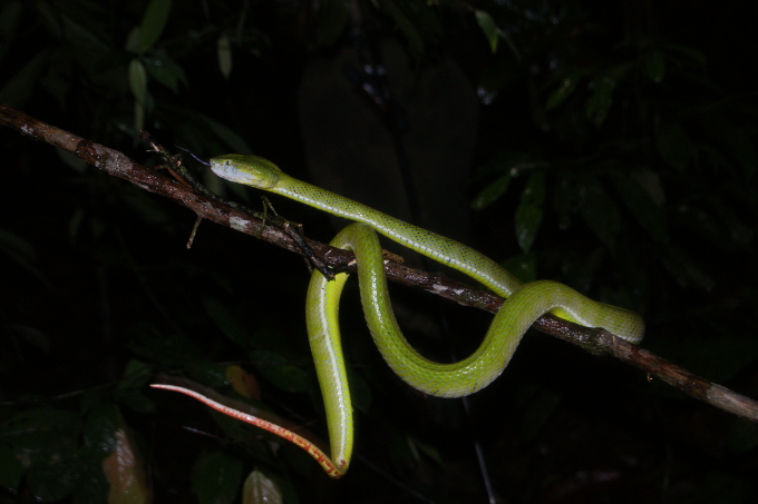 Die grüne Viper ist eine baumlebende Grubenotter. - Foto: Annika Natus<br><br>