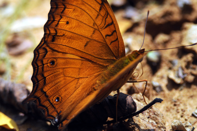 Tropischer Schmetterling im Harapan-Regenwald. - Foto: rspb-images/C. Kendall