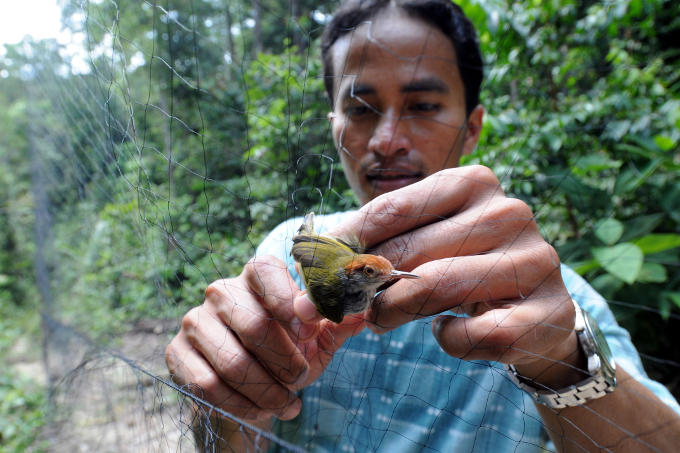 Für die wissenschaftliche Erfassung des indonesischen Regenwalds werden Vogelnetze aufgestellt. 