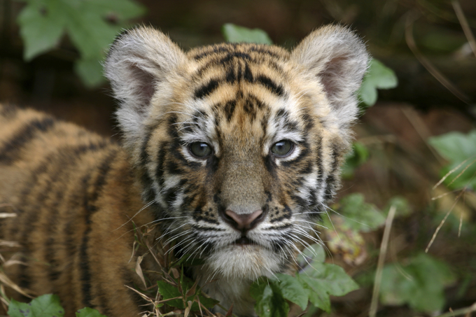 Tigerbaby - Foto: iStock/Mark Kostich