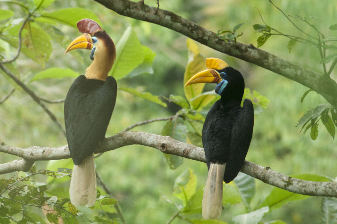 Sulawesi-Helmhornvögel - Foto: Peter  Ericsson