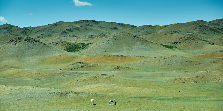 Pferde in der mongolischen Steppe Foto: AdobeStock/Fanfo