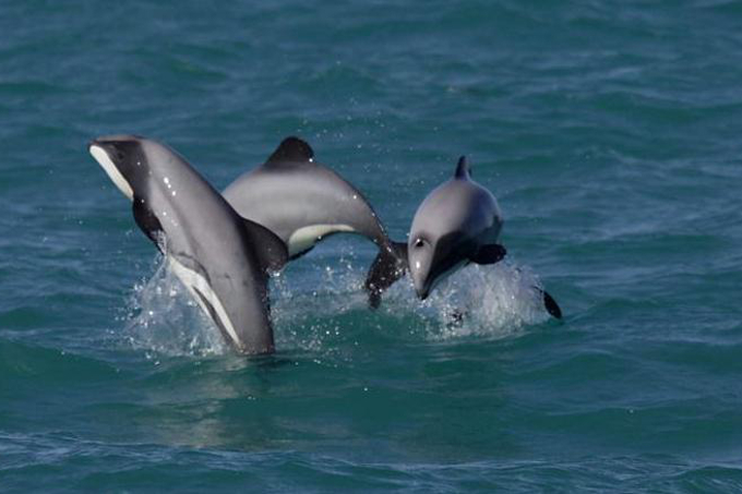 Die schwarzen Bauchstreifen sind für die Maui-Delfine charakteristisch. - Foto: Trevor Codlin