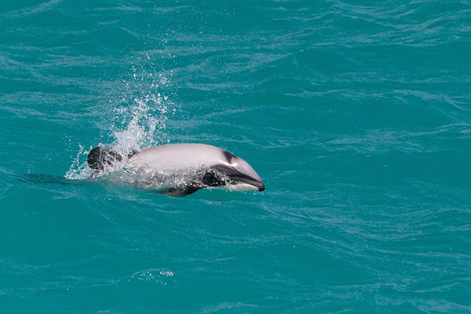 Hector-Delfin in Neuseeland