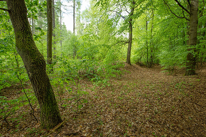 Wir brauchen mehr Wälder mit standortheimischen Bäumen wie der Buche. - Foto: NABU/Klemens Karkow