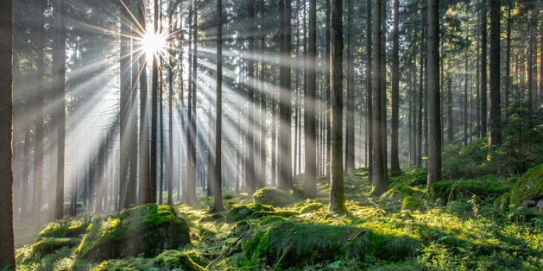 Licht ins Dunkel bringen: Wie kann der Schutz unserer natürlichen Ressourcen gesetzlich sinnvoll verankert werden? - Foto: CEWE / Andreas Schoenberg