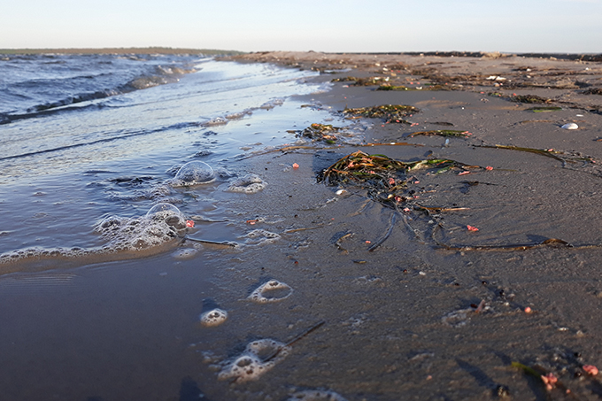 Hunderte Schmierfettklumpen wurden an die Küste des Greifswalder Boddens gespült. - Foto: NABU/Nils Möllmann