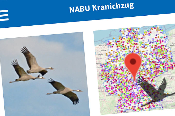 NABU-Naturgucker-Webapp Kranichzug