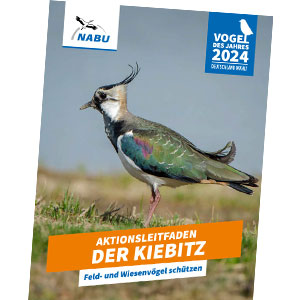 NABU-Aktionsleitfaden „Der Kiebitz: Feld- und Wiesenvögel schützen“