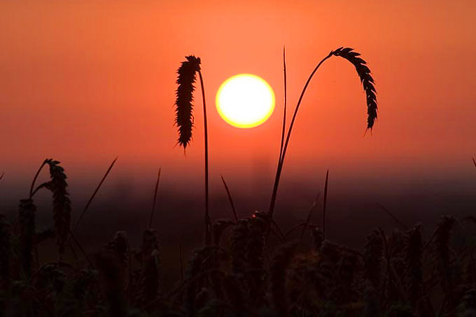 Sonne zwischen Ähren - Foto: NABU/Günter Lessenich