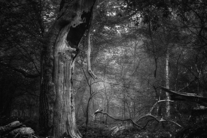 1. Platz: Hexenwald - Foto: Ulrike Bohlen. Das Bild zeigt den Wald in seiner ganzen Kraft und Würde. Licht und Schatten, Sterben und Werden und das Wegmotiv dominieren die Schwarzweißfotografie. Der Baum als Sinnbild des Lebens weist uns darauf hin, dass gerade das Morbide eine unheimliche ökologische Bedeutung hat. Es ist ein Motiv, das uns über das Gegenständliche hinaus zur Phantasie einlädt.