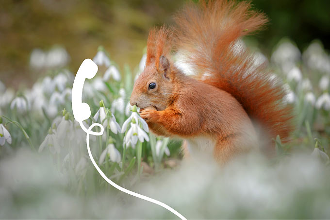NABU-Naturtelefon: Eichhörnchen zwischen Schneeglöckchen - Foto: Getty Images/Neil Burton