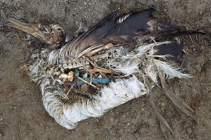 Vögel und Meerestiere halten den Plastikmüll für ihre natürliche Nahrung und sterben an inneren Verletzungen oder einem verstopften Magen. - Foto: C. Jordan