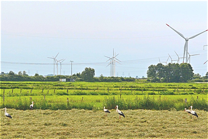 Windkraft und Masten mit Weißstörchen - Foto: NABU / Leonhard Peters