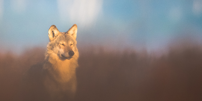 Wolf in Gorischheide genießt die wärmende Herbstsonne - Foto: Heiko Anders