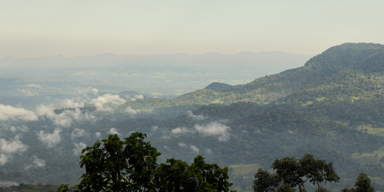 NABU, NABU Ethiopia and EWNRA arbeiten gemeinsam an der Wiederherstellung und Erhaltung der bedrohten Waldlandschaften Südwestäthiopiens. - Foto: Maheder Haileselassie