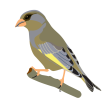 Vogel Grünfink