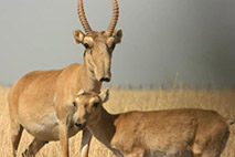 Saiga-Antilopen - Foto: Darwin Initiative