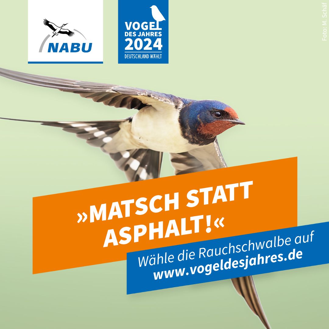 https://www.nabu.de/downloads/vdj/aktuell/Wahlplakate_Rauchschwalbe.zip
