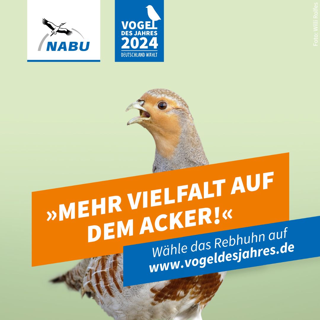 https://www.nabu.de/downloads/vdj/aktuell/Wahlplakate_Rebhuhn.zip