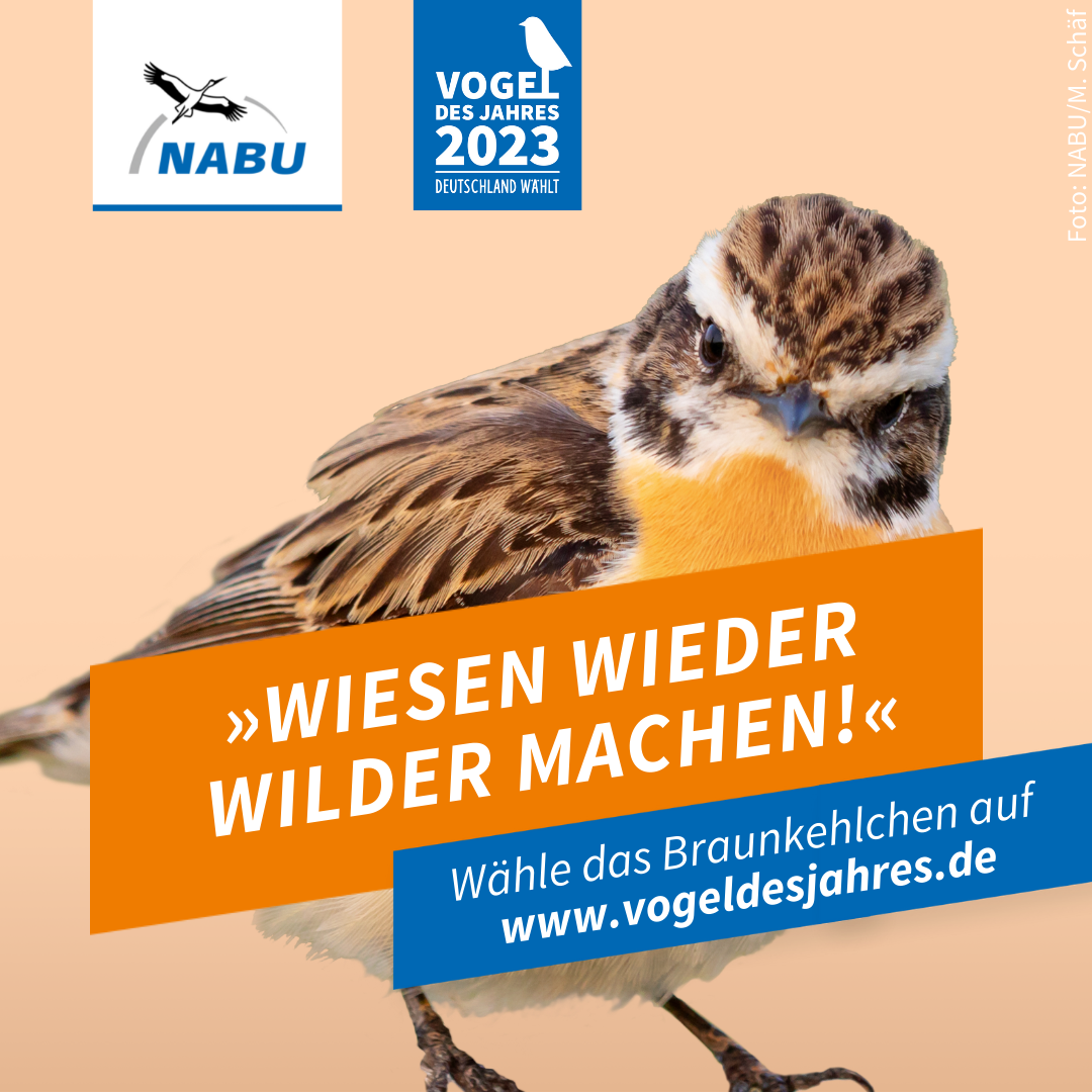 https://www.nabu.de/downloads/vdj/bilder-vogelwahl2023/Wahlplakate_Braunkehlchen.zip