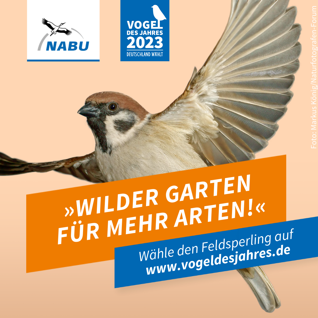 https://www.nabu.de/downloads/vdj/bilder-vogelwahl2023/Wahlplakate_Feldsperling.zip