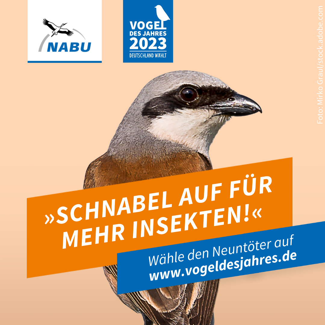 https://www.nabu.de/downloads/vdj/bilder-vogelwahl2023/Wahlplakate_Neuntoeter.zip