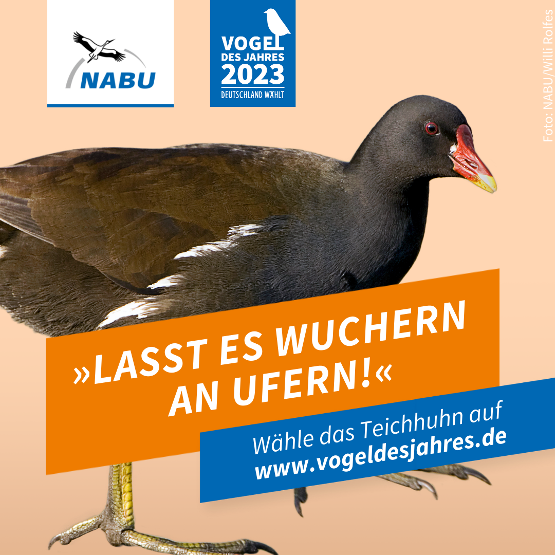 https://www.nabu.de/downloads/vdj/bilder-vogelwahl2023/Wahlplakate_Teichhuhn.zip