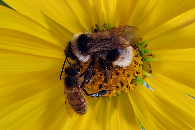 Honigbiene und Hummel (B. vestalis masc.) auf Blüte