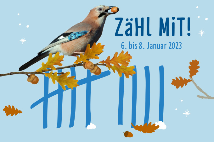 Stunde der Wintervögel 2023 – Grafik: Publicgarden; Foto: Willi Rolfes (Eichelhäher), Adobe Stock/Ortis (Zweig)