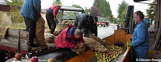 Deutlich mehr Streuobst als geplant haben die Initiatoren des Vaihinger Streuobstprojekts angenommen. Zentnerweise landen die unbehandelten Äpfel in der Saftpresse.