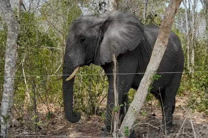 Elefant im Arabuko Sokoke - Foto: Francis Kagema