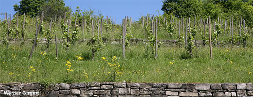 Das milde Klima im Bliesgau erlaubt auch den Anbau von Wein.